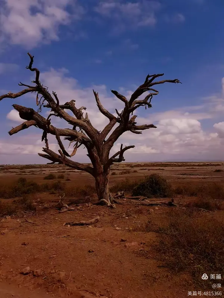 关于非洲篮球传奇在北美球场上再次引领风骚的信息 关于非洲篮球传奇在北美球场上再次引领风骚的信息